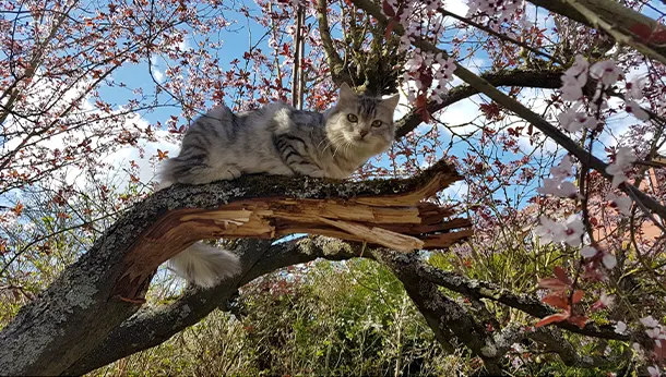 chat dans un arbre en fleus