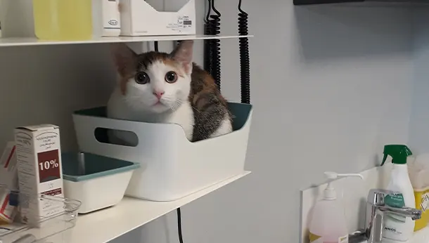 chat dans panier clinique