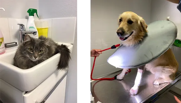 chat evier chien colerette clinique
