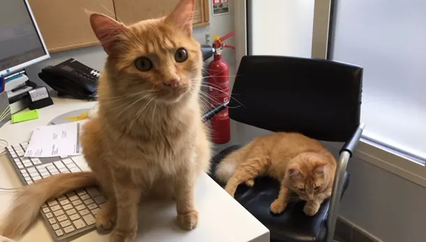 office cats