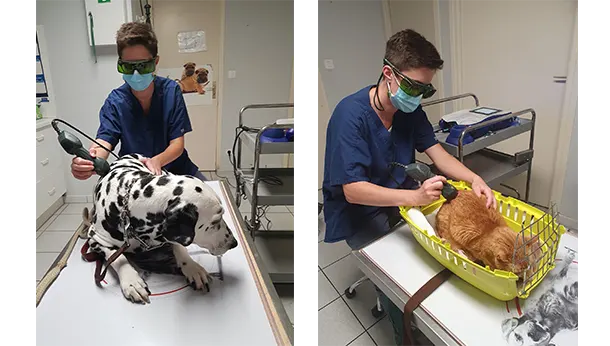 Laser thérapeutique chien et chat pole santé vet