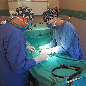 Chirurugien durant operation -Clinique Veterinaire Vetovalis