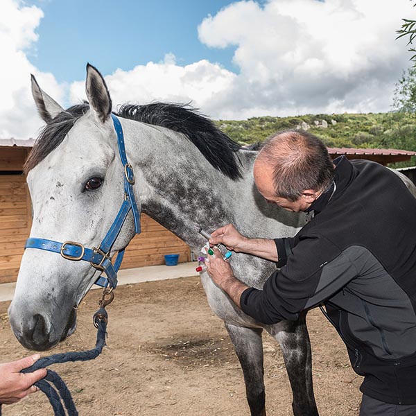 Animaux d’élevage et Equins - Clinique veterinaire VetOvalis