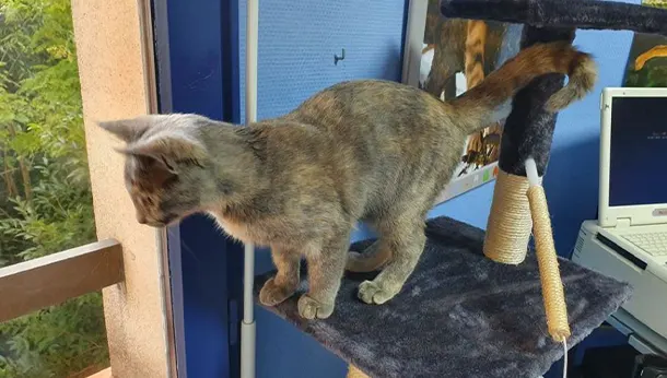 chat sur perchoir clinique vétérinaire du champ de mars, angouleme