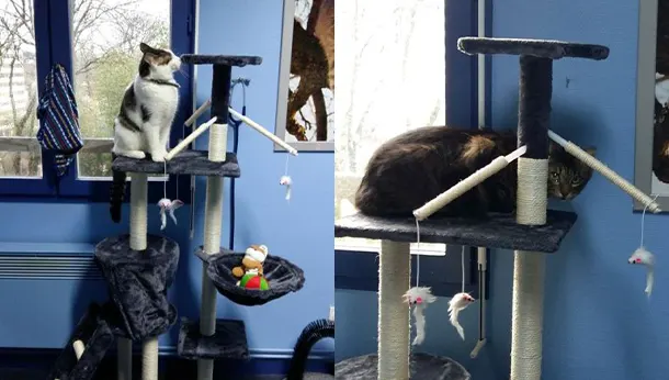 2 chats sur perchoir clinique vétérinaire du champ de mars, angouleme