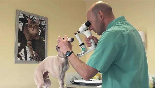 Ophtalmologie Clinique vétérinaire de Sainte-Barbe