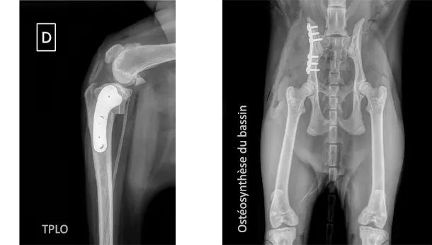 Radiographies : gauche: TPLO / droite: Ostéosynthèse du bassin