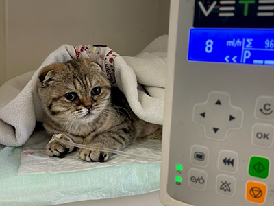 chat hospitalisé