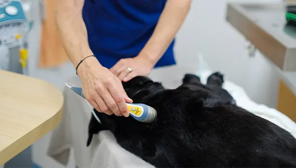 thérapie laser chien