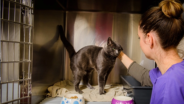 ASV avec un chat