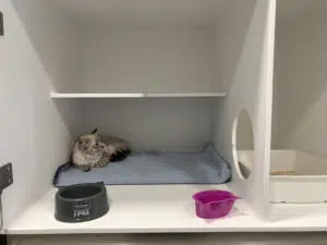 Chat à la Chatterie de la Clinique Vétérinaire du Parc, Alliavet, Creil, Nogent-sur-Oise, Pont-Saint-Maxence, Clermont