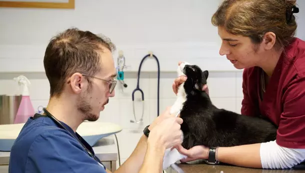 vet et ASV avec chat