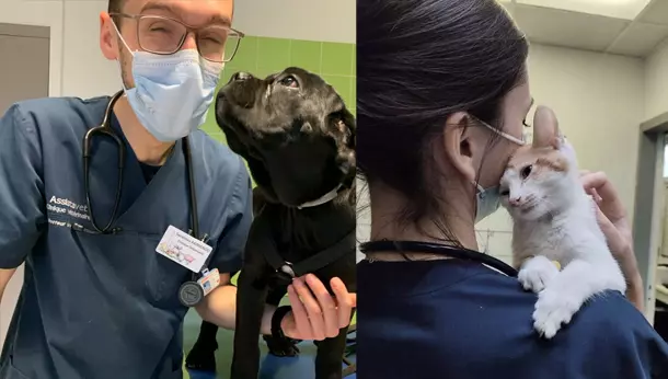 veterinaires avec chien et chat