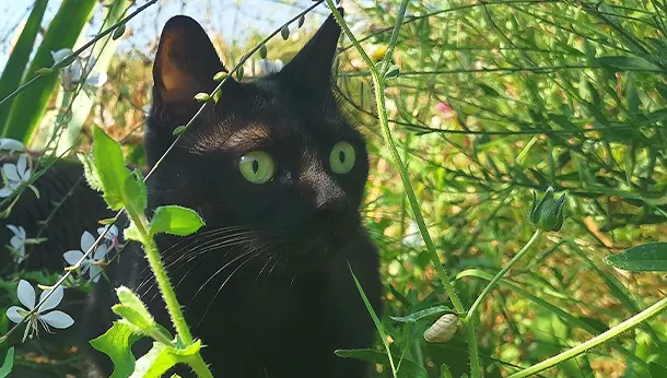 Chat dans l'herbe