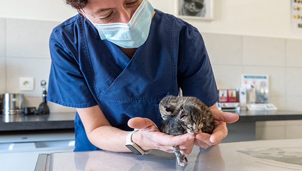 Vétérinaire avec chat