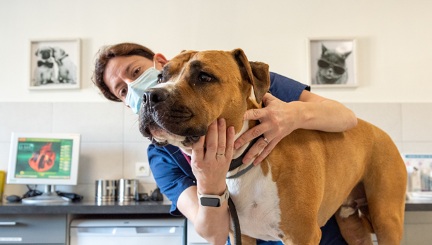 veterinaire avec chien