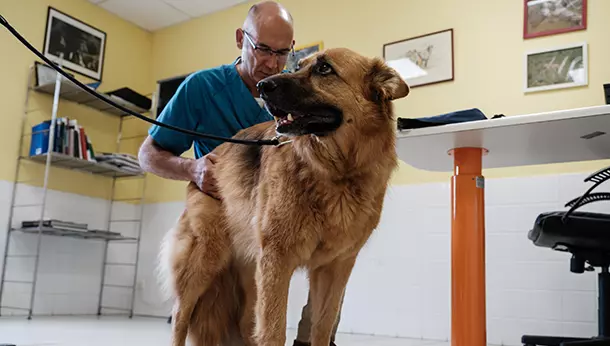 Berger Allemand avec vet