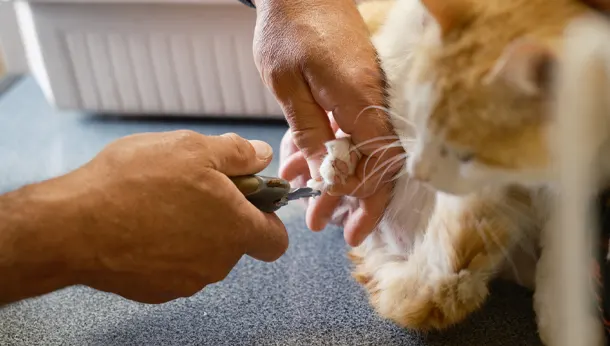 Coupe des griffes d'un chat