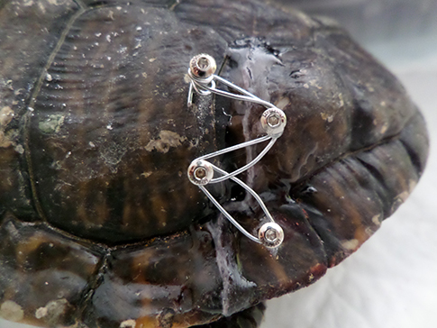 Les Accidents Domestiques Des Tortues De Jardin Chv Cordeliers Cordeliers