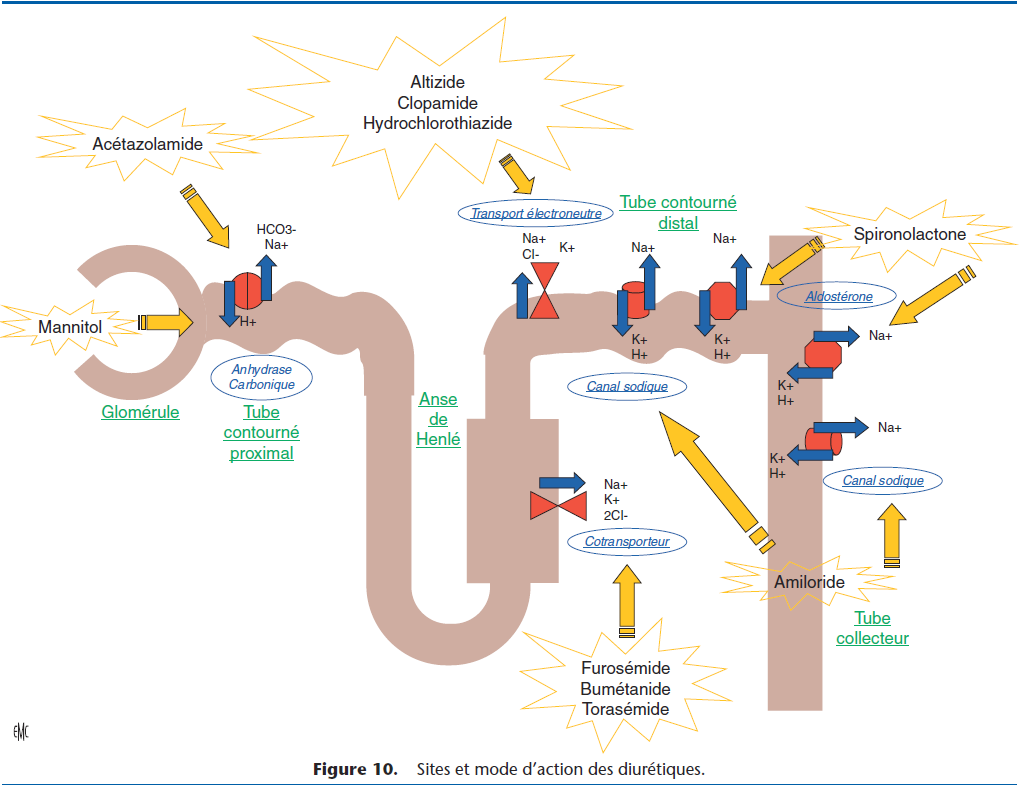 Traitement De L Insuffisance Cardiaque Centre Hospitalier Veterinaire A Meaux Cordeliers