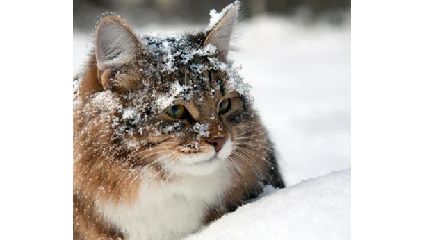 Chat hiver - Clinique de la Cathedrale