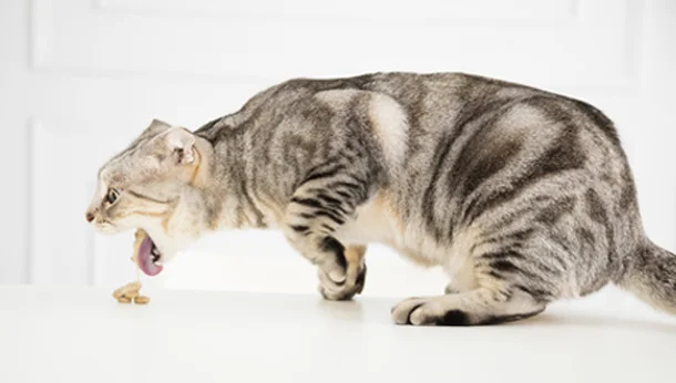 Chat vomissement, fiches conseils Clinique de la cathedrale à Rouen