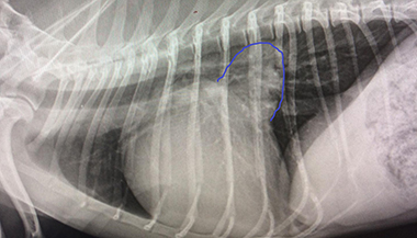 Radiologie thoracique / Cardiolofie Pneumologie - Clinique du Vernet