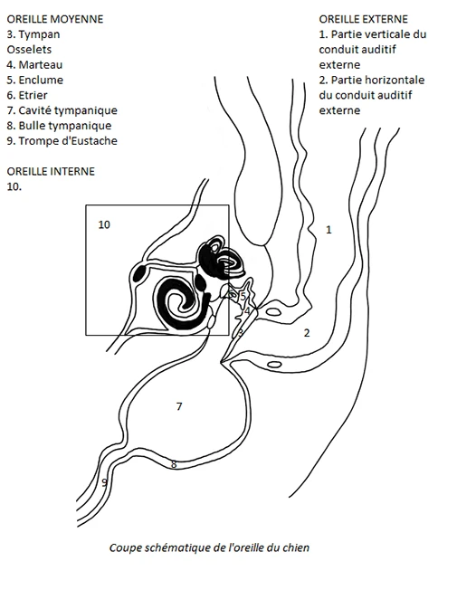 anatomie de l'oreille interne du chien