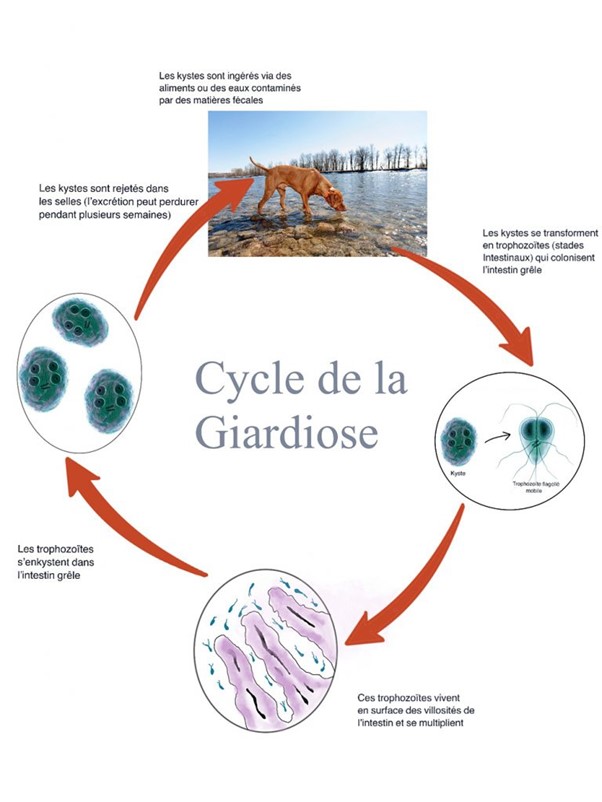 cycle de la giarda