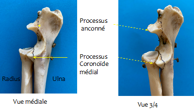 differents os du coude