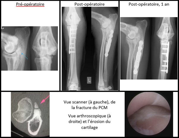 Exemple de George, Labrador de 11 mois