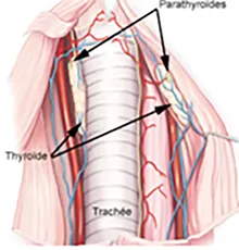 Figure 1 : Localisation de la thyroïde