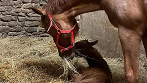 Cheval maman et filston