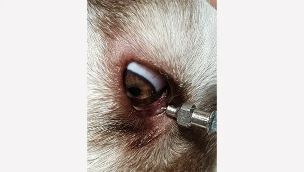 Eye chien 2