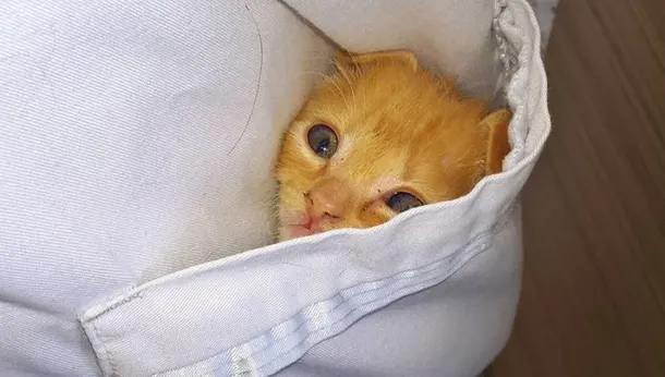 Chaton dans la poche de la blouse