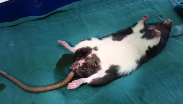 Chirurgie rat