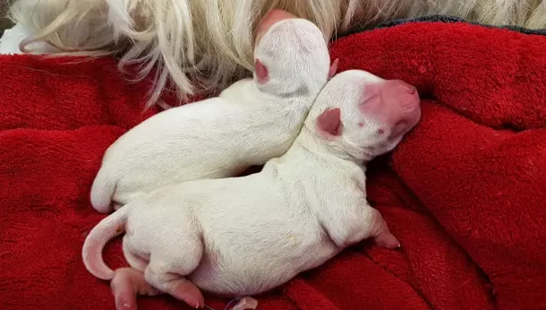 Bébé chiots blanc