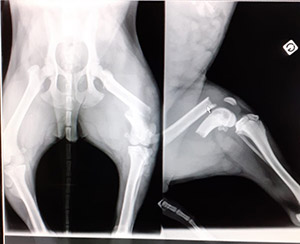 Radiographie patte cassé - C son Vet