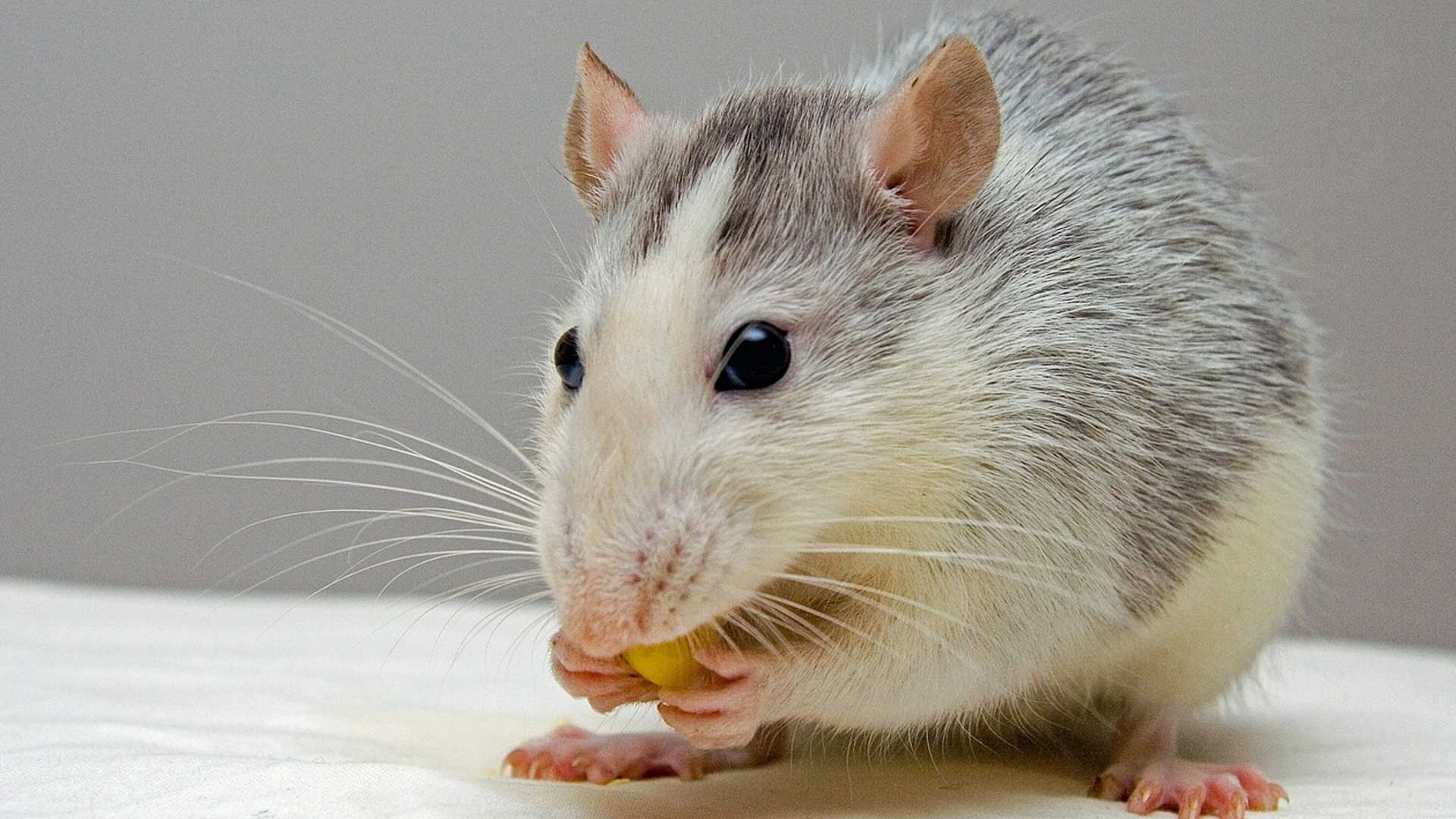Mon Rat Clinique vétérinaire à Maroilles, Lille et Templeuve DocNAC