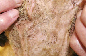 Poitrail d’un chat atteint d’une dermatite à Malassezia