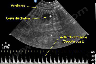 Echo: Le Doppler pulsé permet d’évaluer l’activité cardiaque des chatons