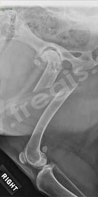 Fracture du fémur chez un chien