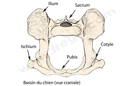 Schéma : bassin du chien (vue craniale)