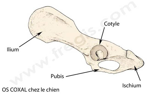 Schéma : os coxal du chien