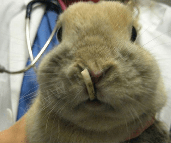 Lapin avec une malocclusion des incisives