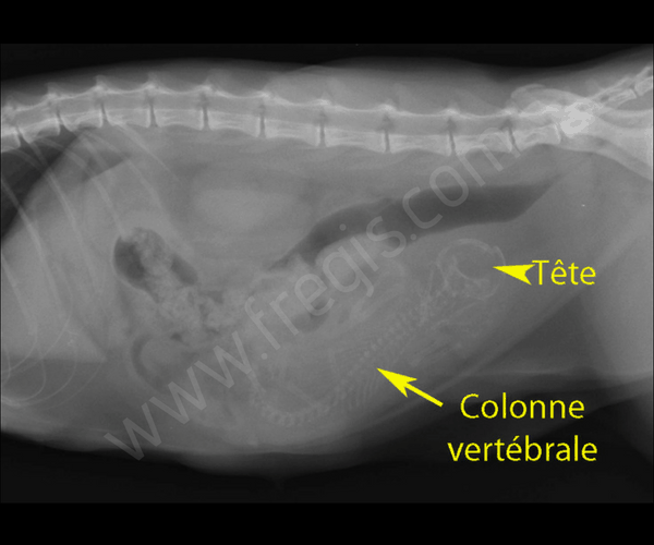 Radio d’une chatte gestante avec un seul chaton. Il existe un risque de syndrome du chaton unique