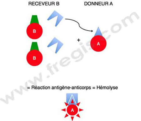 Transfusion de sang de groupe A à un chat de groupe B