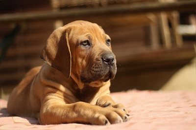 American Staffordshire Terrier, Rottweiler ou Tosa 2