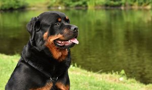 caractéristiques morphologiques sont assimilables à celles du Rottweiler 1