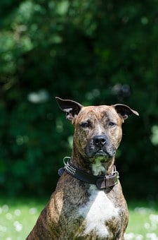 caractéristiques morphologiques sont assimilables à celles du Rottweiler 2